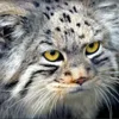 customer avatar